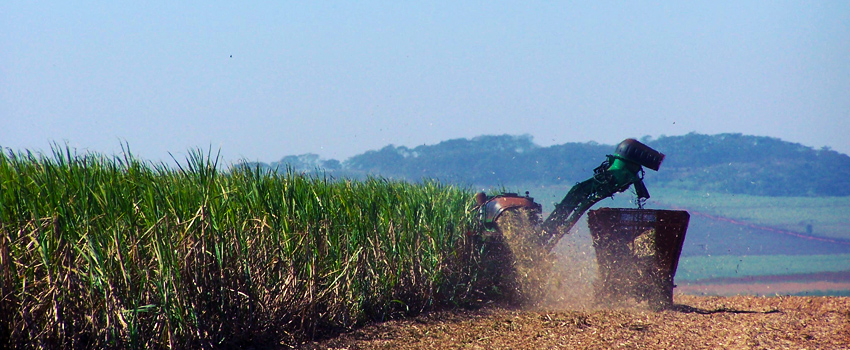 O projeto que tenta resolver 'briga' entre agricultores e arara